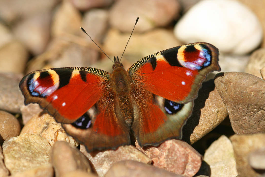 Identify British butterflies The Wildlife Trusts